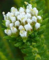 Agathosma collina flowering buds 