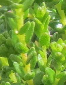 Close up of new leaves