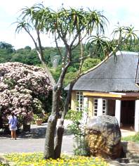 Makes good focal point