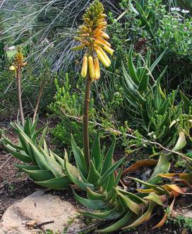 Aloe commixta