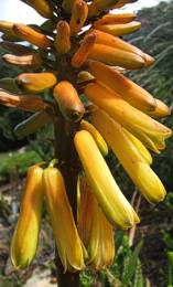 A. commixta inflorescence