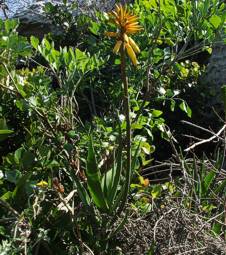 Aloe commixta