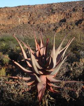 Aloe comosa in habitat