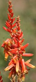 Aloe cryptopoda inflorescence