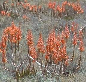 Aloe falcata growing in habitat