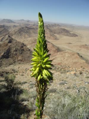 Flowering in situ