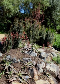 Growing and flowering at Kirstenbosch