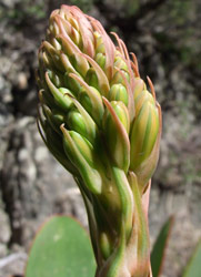 Flower bud