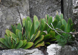 Growing on the cliffs