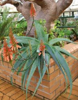 Aloe hardyi in conservatory at Kirstenbosch