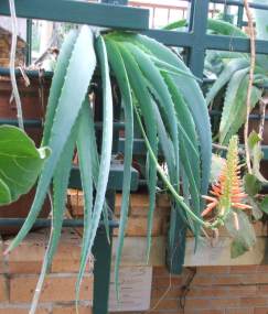 In conservatory at Kirstenbosch