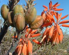 Aloe krapohliana fruit and flowers