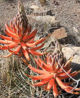 Aloe longistylsa flowers