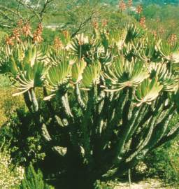 Aloe plicatilis