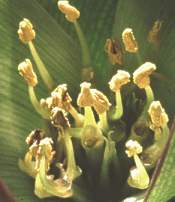 Close-up of C. hatamense flower