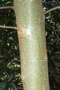 Stem and bark