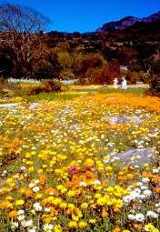 A. acaulis annual display