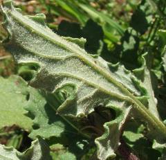 A. acaulis felted underside