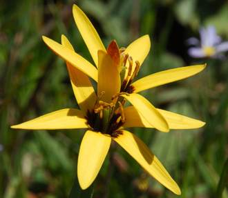 Baeometra unifora flower