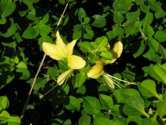 Barleria rotundifolia