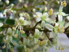 Flowers: Photo: G Nichols