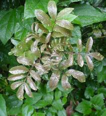 Glossy new leaves. Photo;Geoff Nichols