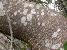 Bark of wild almond