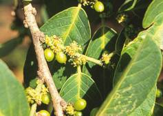 Bridelia micrantha flowers and berries