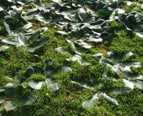 Brunsvigia bosmaniae leaves