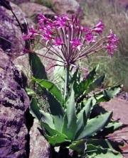 Brunsvigia grandiflora