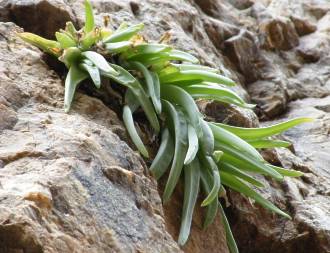 Bulbine cremnophila growing on a sandstone cliff in the Baviaanskloof (Eastern Cape) � G. Nichols 