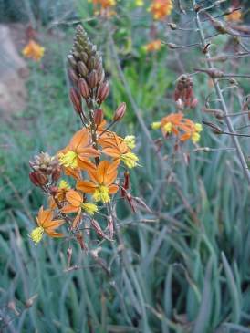 Bulbine frutescens. Photo: G Nichols