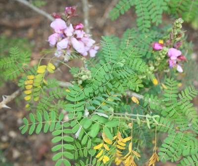 Caesalpinia rostrata