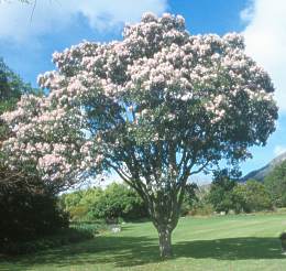 Tree in flower
