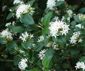 Bush in flower.Photo:G Nichols