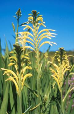 C.floribunda var.duckittii