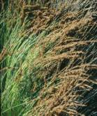 Male plant in flower