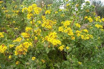 Chrysanthemoides monilifera