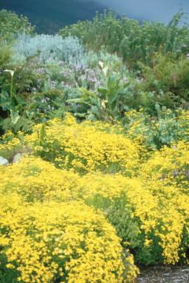 Cineraria saxifraga in Kirstenbosch