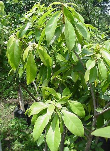 Cola Greewayi :Image Geoff Nichols 