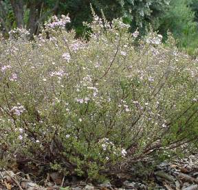 Coleonema aspalathoides