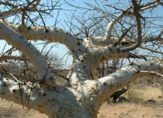 Commiphora species � G. Nichols