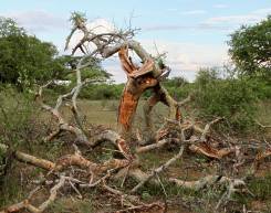 Elephant damage on a Commiphora tree in the Mapungubwe National Park. Photo � J.F. H�lscher 