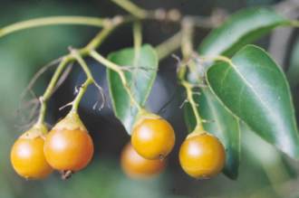 Cordia fruits