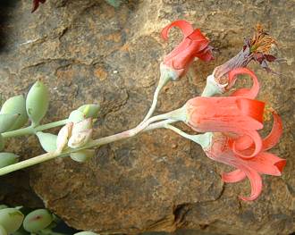 A flowering branch of Cotyledon pendens