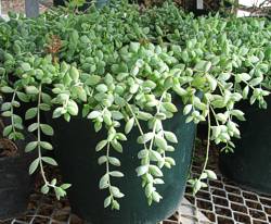Cotyledon pendens in cultivation at Kirstenbosch NBG