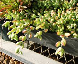 Close-up of the leaves of Cotyledon pendens