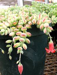Cotyledon pendens in cultivation at Kirstenbosch