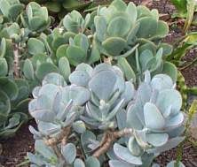 Leaves vary in colour