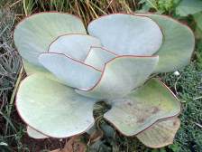 Form with red edges. Photo: G Nichols